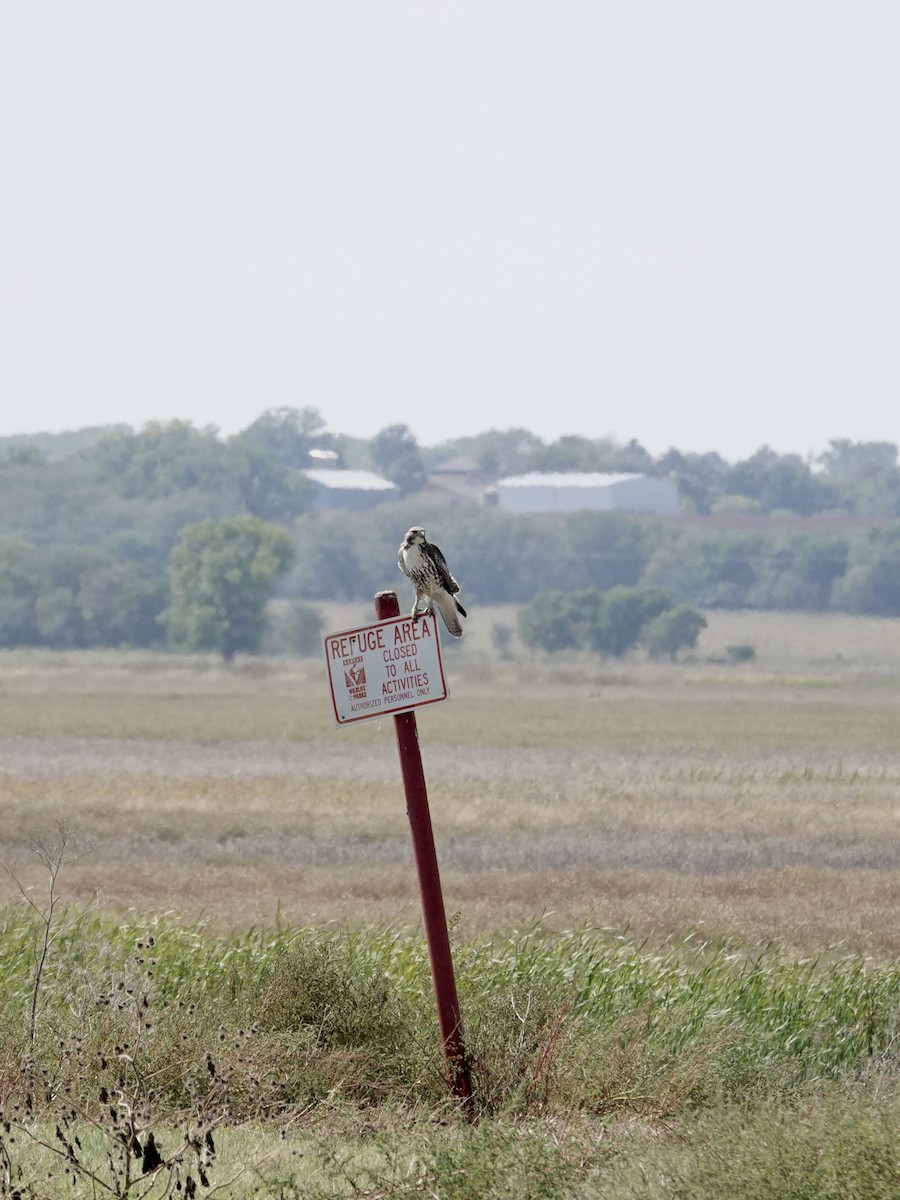 Red-tailed Hawk - ML642735168