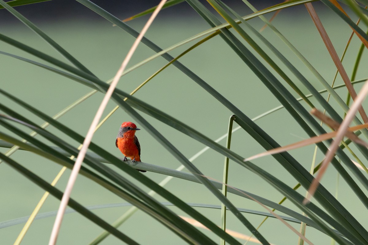 Vermilion Flycatcher - ML642735179