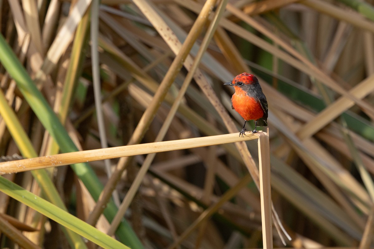 Vermilion Flycatcher - ML642735180