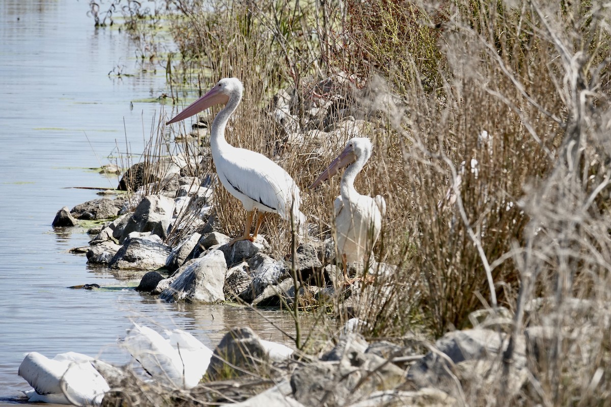 American White Pelican - ML642735208
