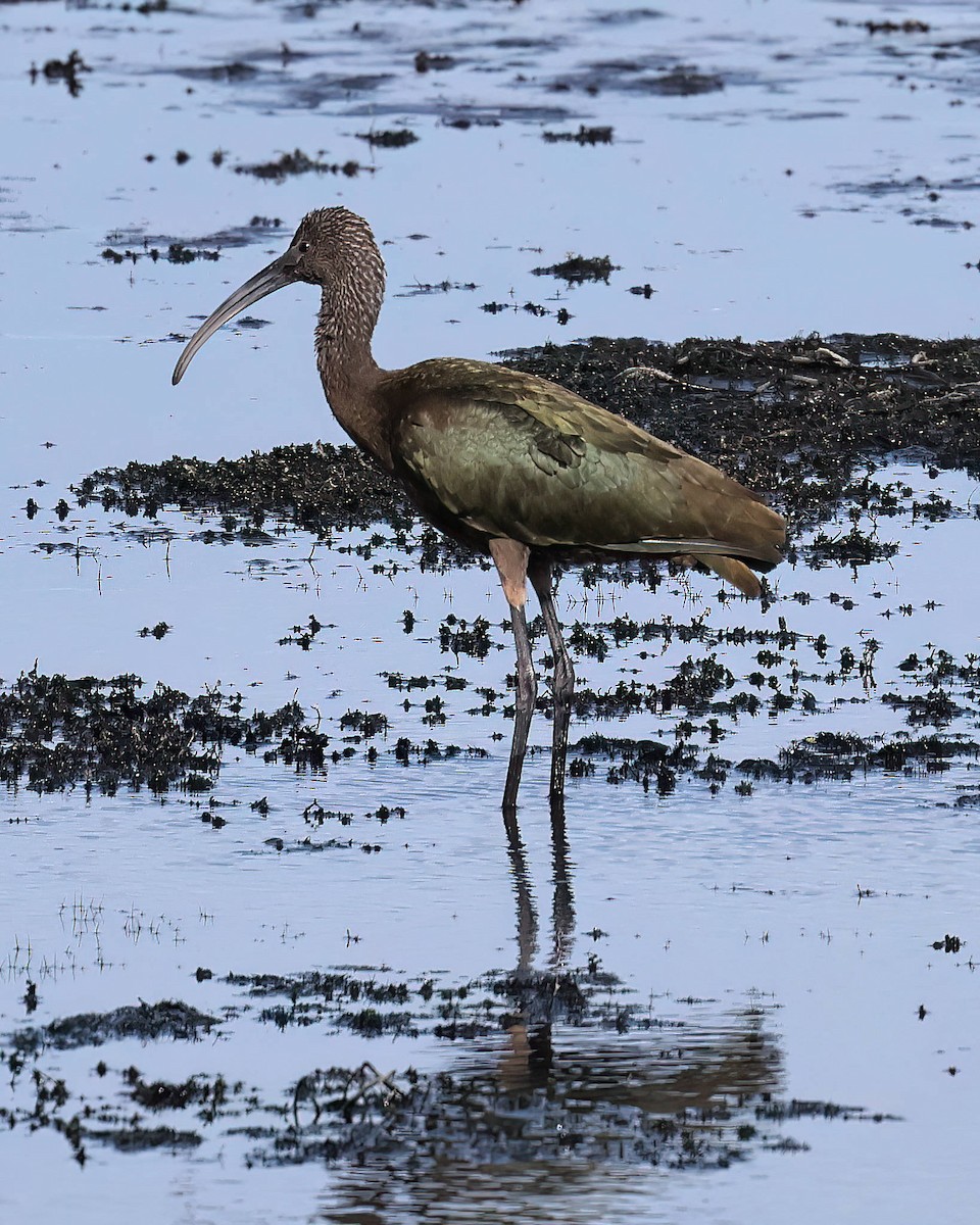 White-faced Ibis - ML642735220