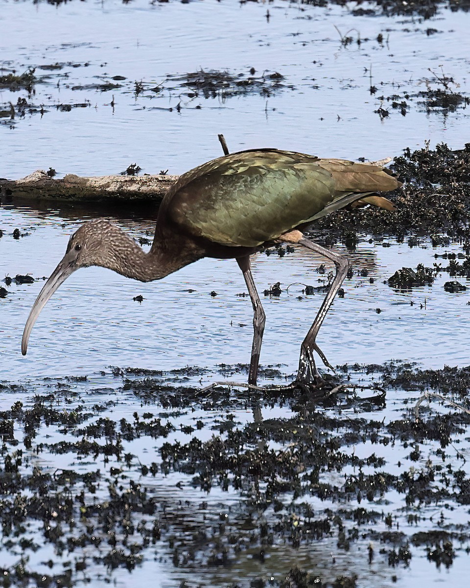 White-faced Ibis - ML642735221