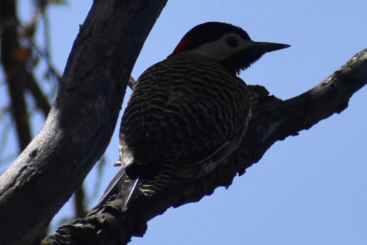Green-barred Woodpecker - ML642735256