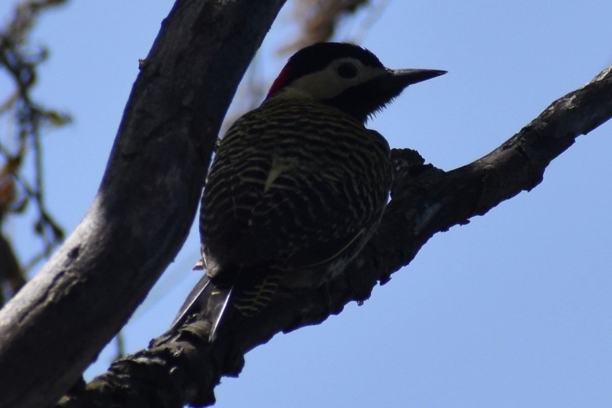 Green-barred Woodpecker - ML642735257