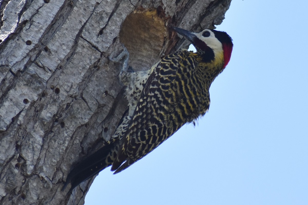 Green-barred Woodpecker - ML642735258