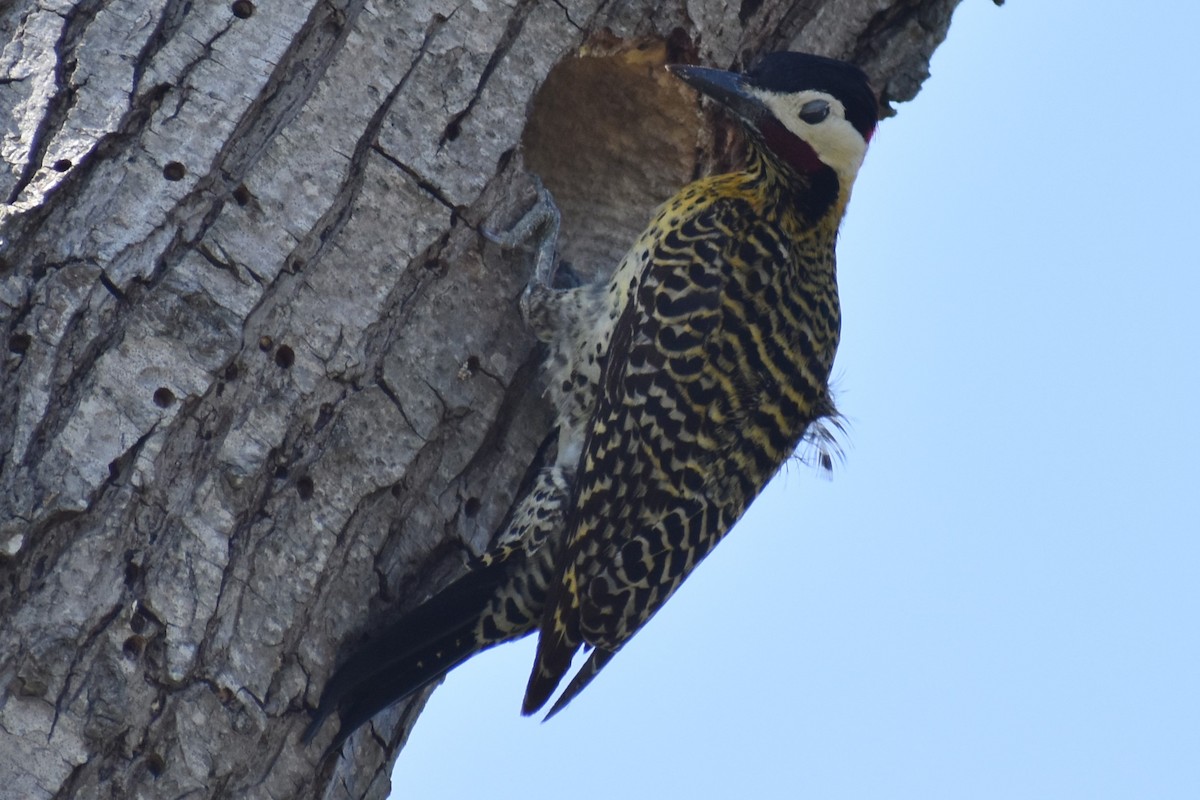 Green-barred Woodpecker - ML642735259