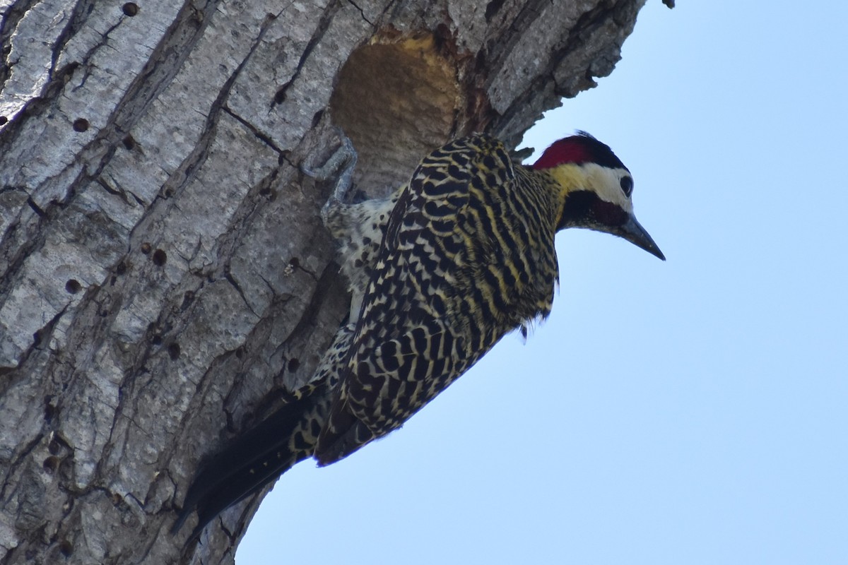 Green-barred Woodpecker - ML642735260
