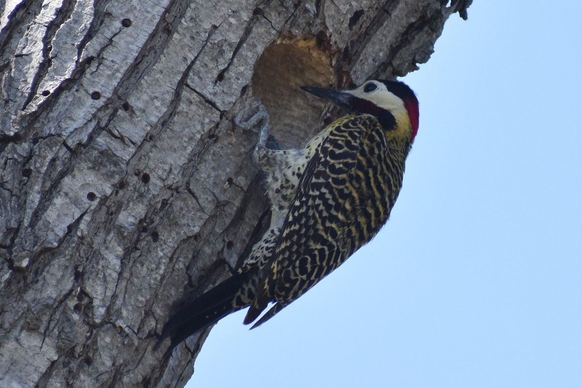 Green-barred Woodpecker - ML642735261
