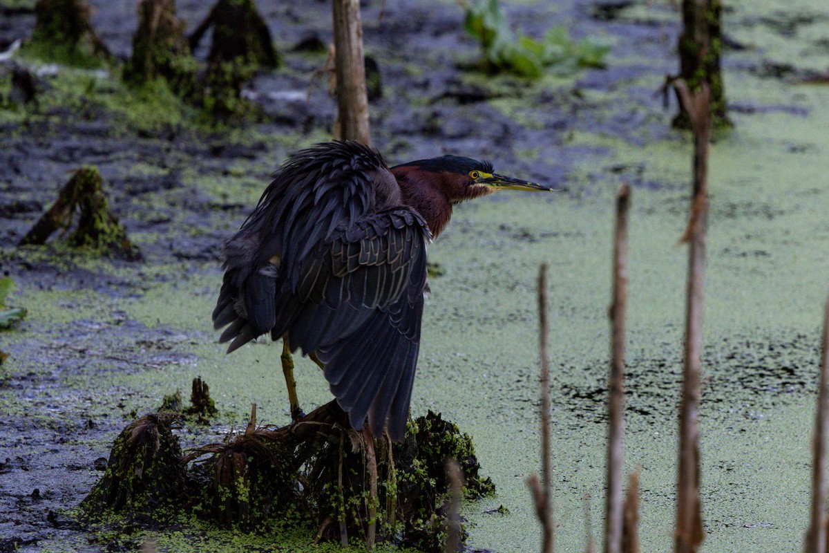 Green Heron - ML642735267