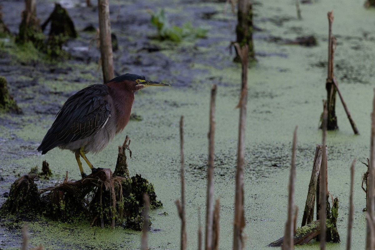 Green Heron - ML642735268