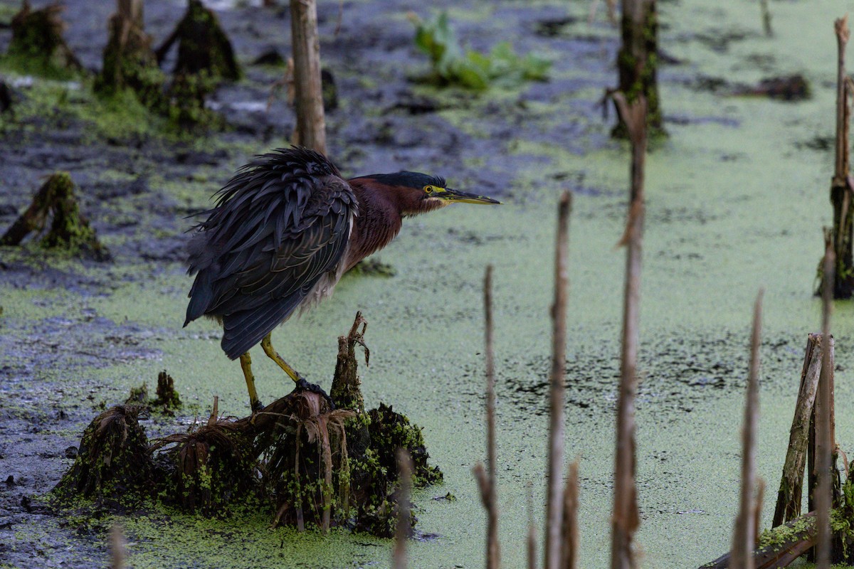 Green Heron - ML642735269