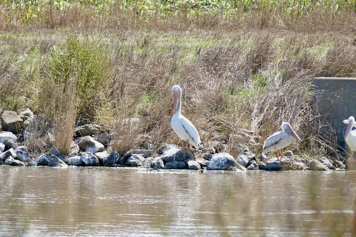 American White Pelican - ML642735272