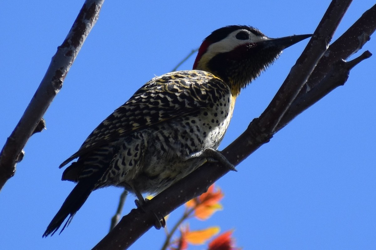 Green-barred Woodpecker - ML642735277