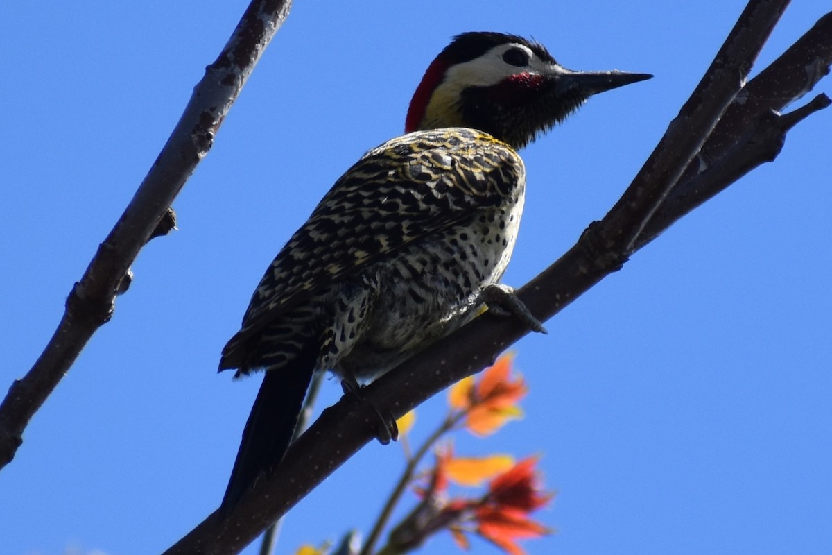 Green-barred Woodpecker - ML642735278