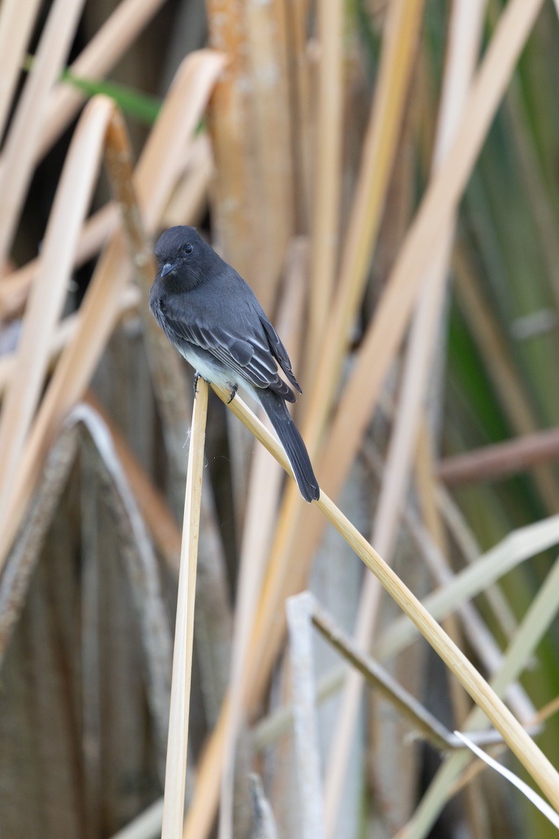 Black Phoebe - ML642735292