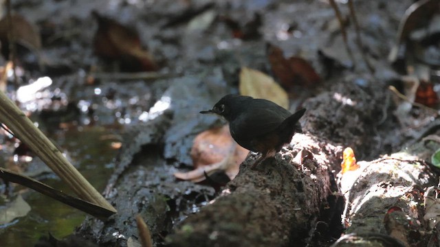 Bahia Tapaculo - ML642735296