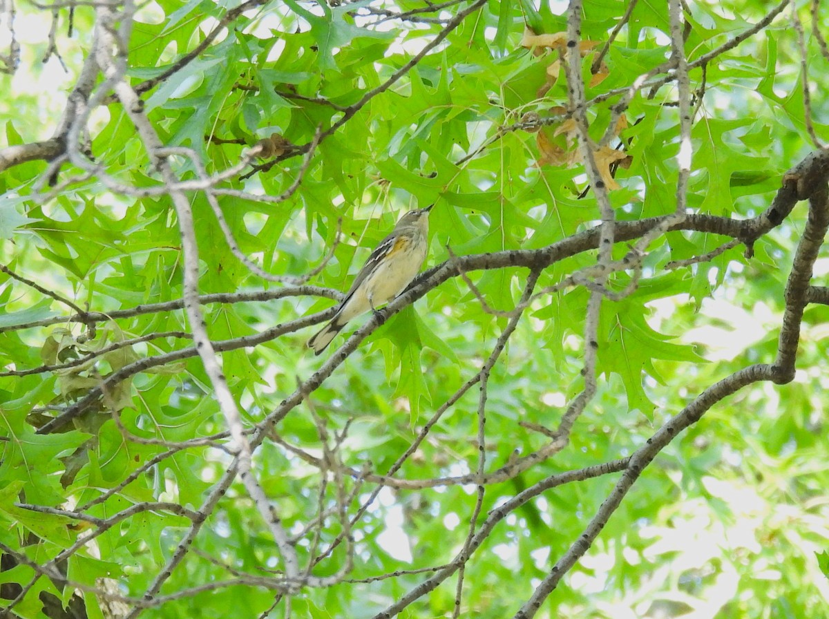Yellow-rumped Warbler - ML642735297