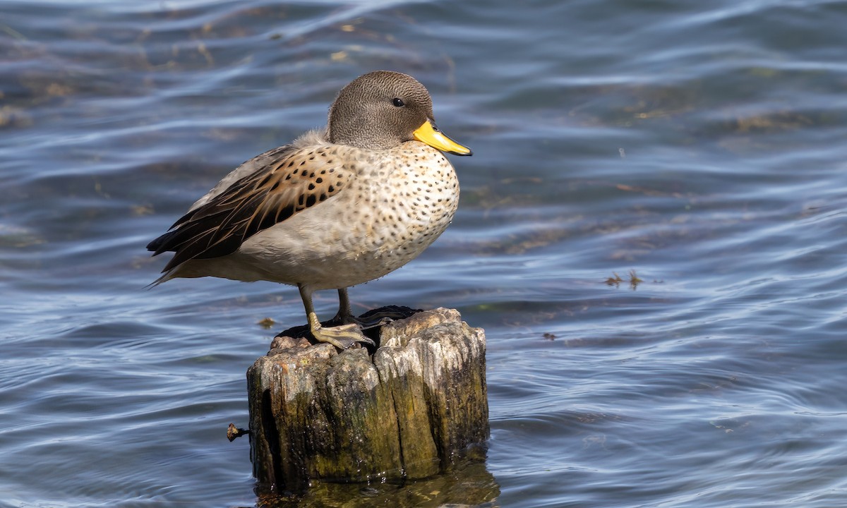 Yellow-billed Teal - ML642735305