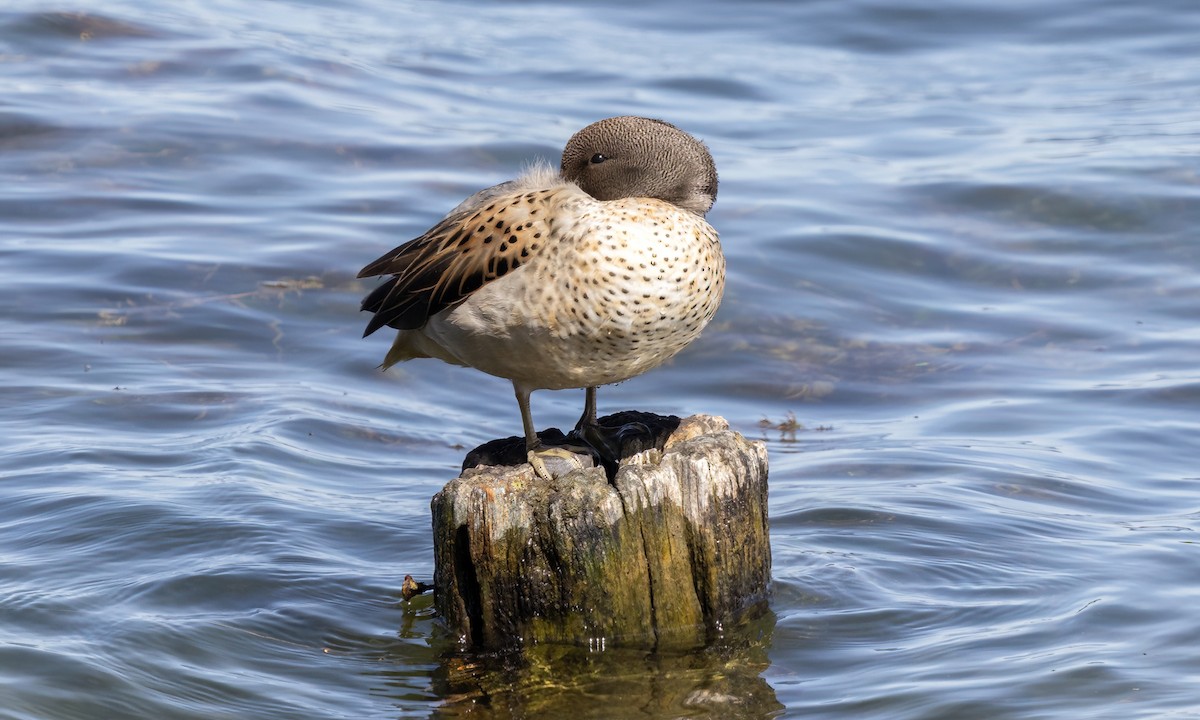 Yellow-billed Teal - ML642735306