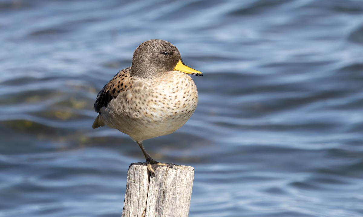 Yellow-billed Teal - ML642735307