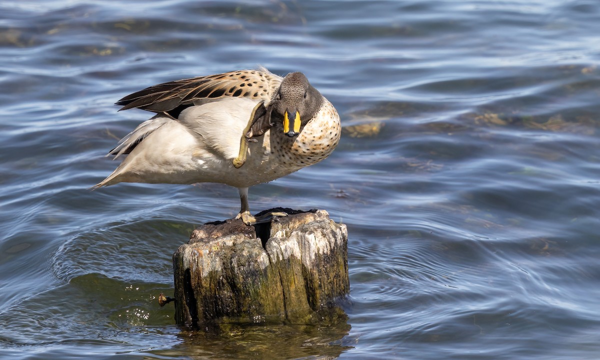 Yellow-billed Teal - ML642735308