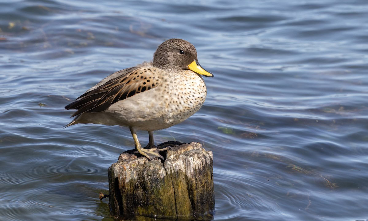 Yellow-billed Teal - ML642735309