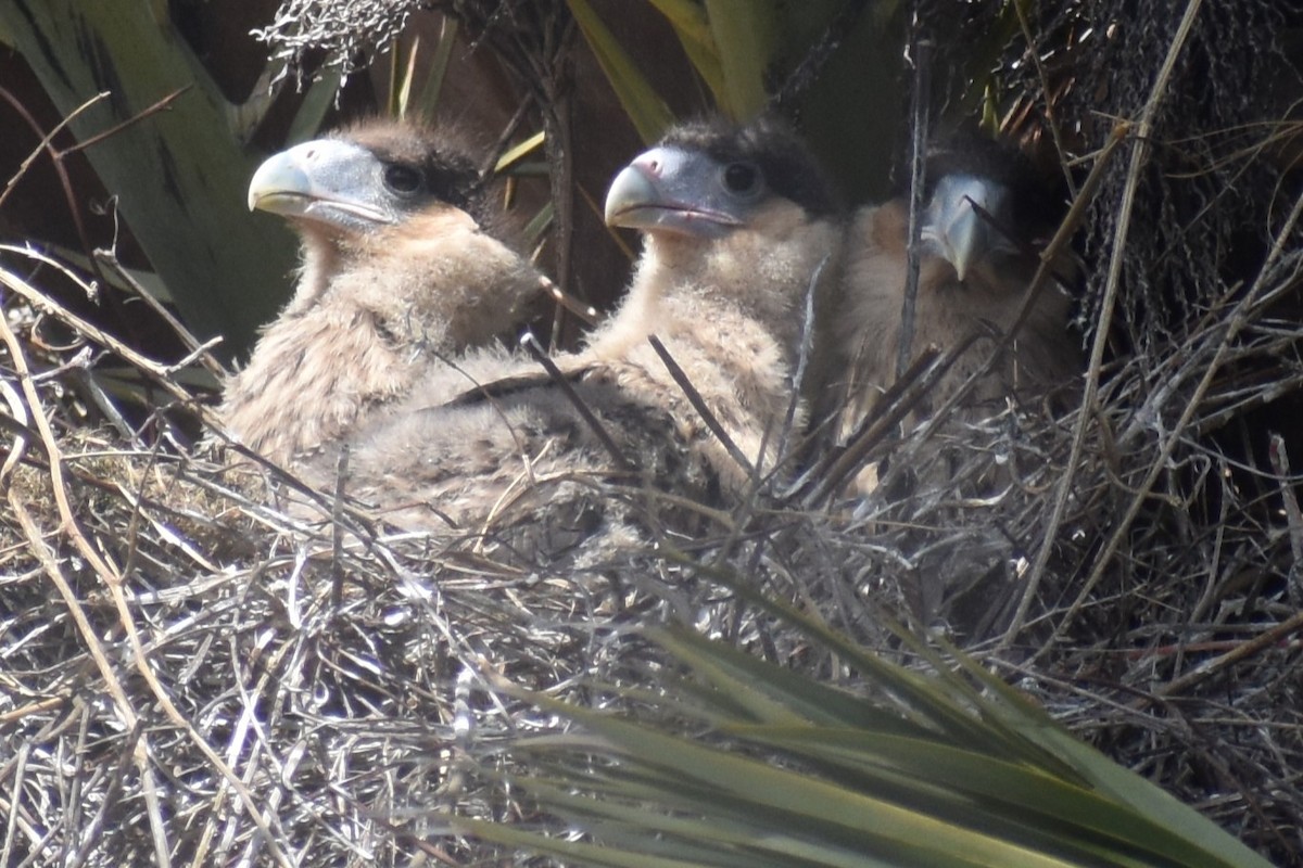 Crested Caracara - ERNESTO HUGO ARDINI