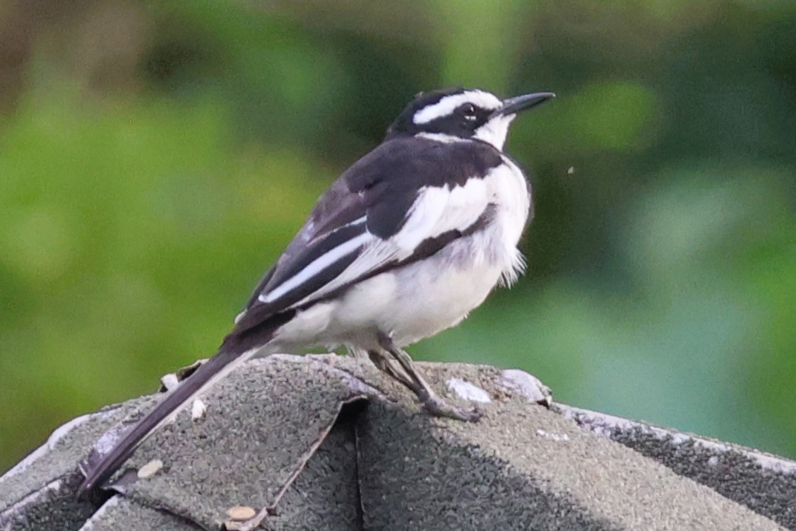 African Pied Wagtail - ML642735348