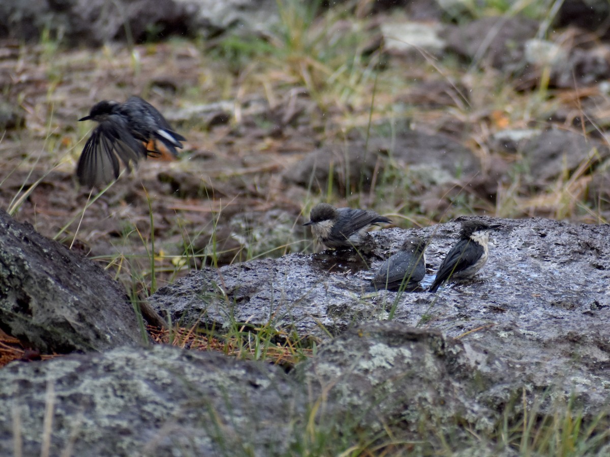 brhlík drobný - ML642735350