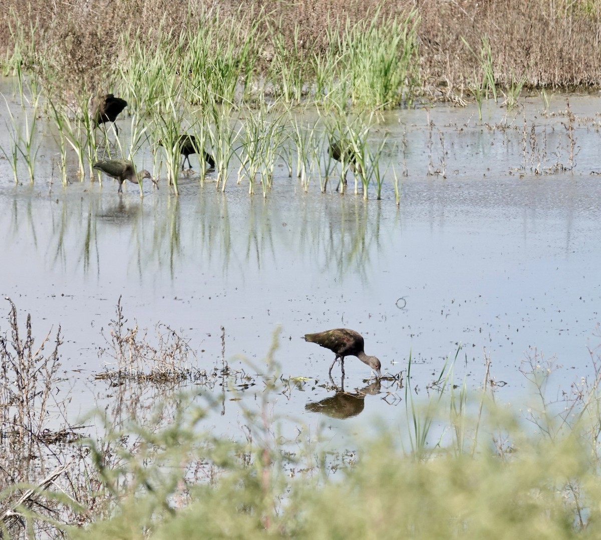 White-faced Ibis - ML642735351