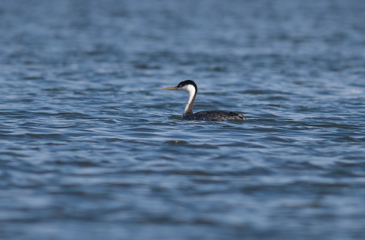 Western Grebe - ML642735376