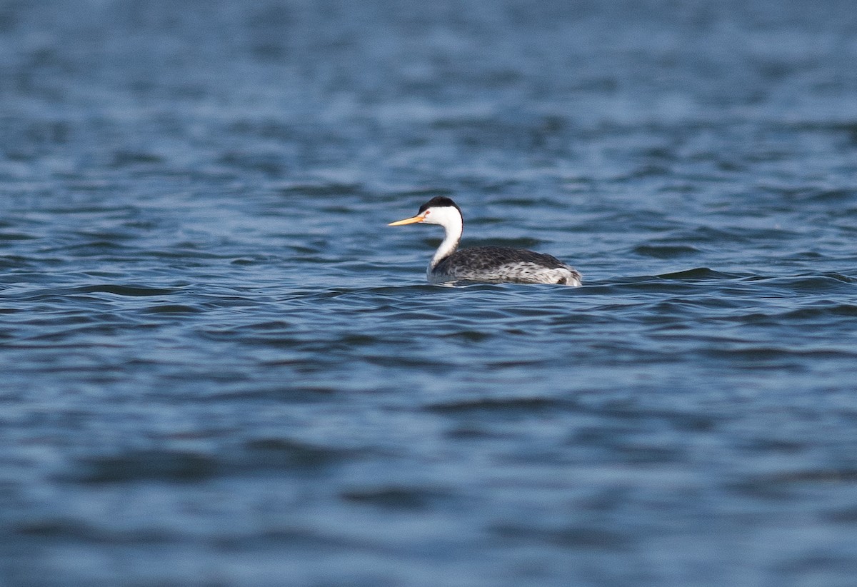 Clark's Grebe - ML642735378