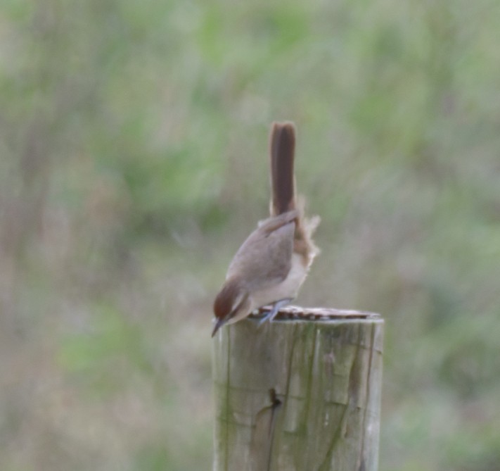 Rufous-fronted Thornbird - ML642735387