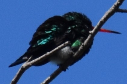 Glittering-bellied Emerald - ML642735390