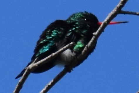 Glittering-bellied Emerald - ML642735391