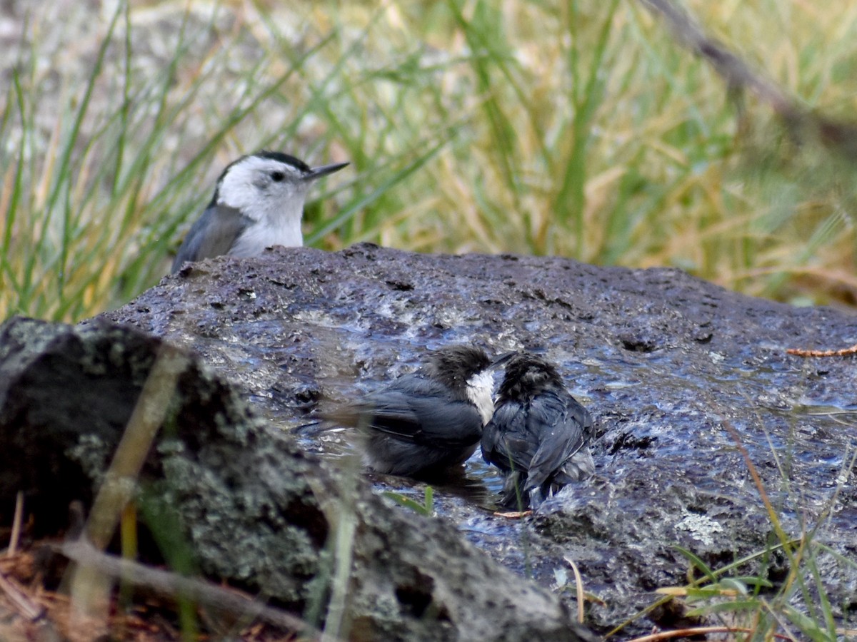 brhlík drobný - ML642735403