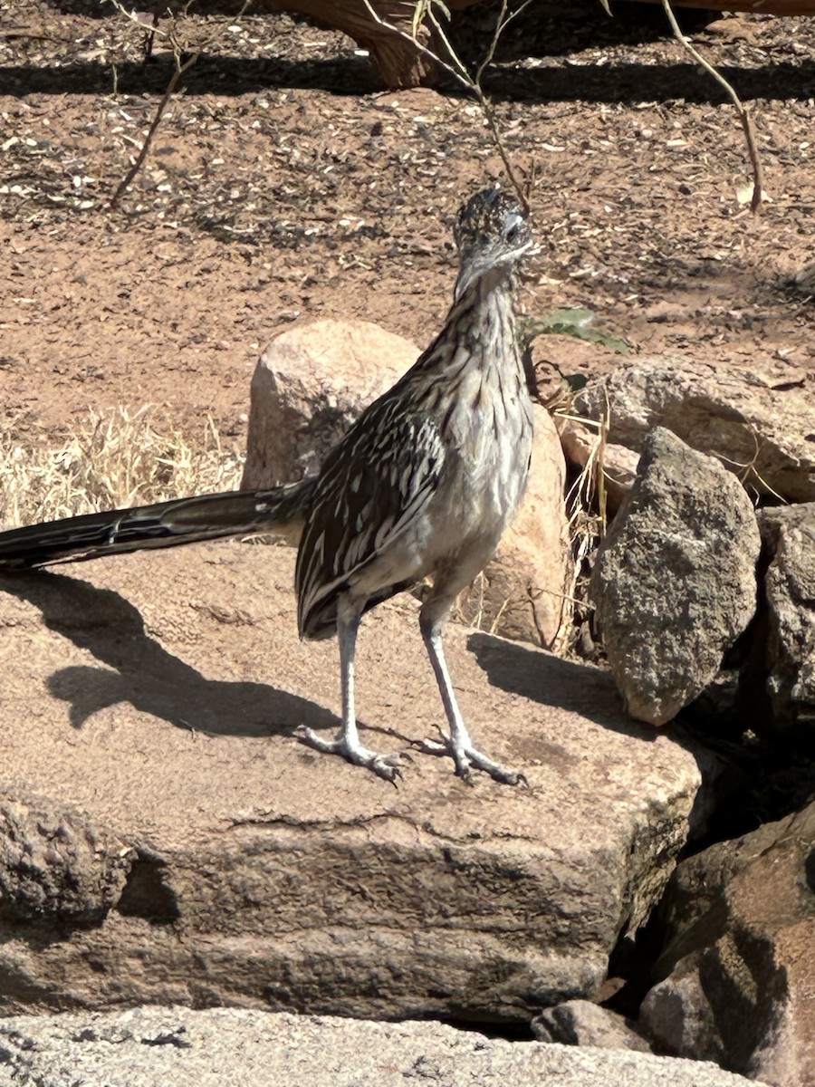 Greater Roadrunner - ML642735464