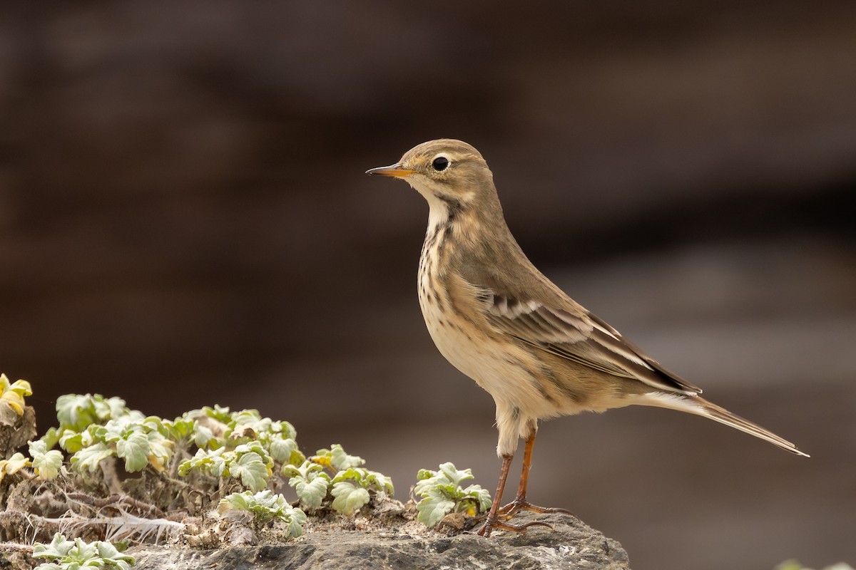 American Pipit - ML642735482
