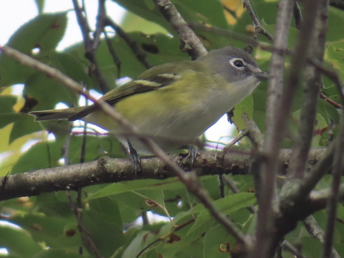 Blue-headed Vireo - ML642735500