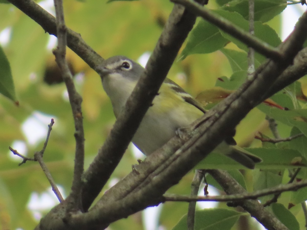 Blue-headed Vireo - ML642735501