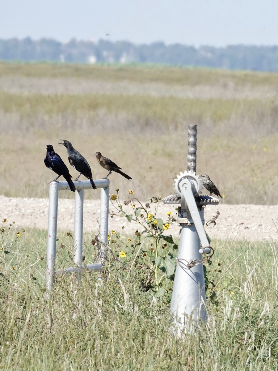 Great-tailed Grackle - ML642735529