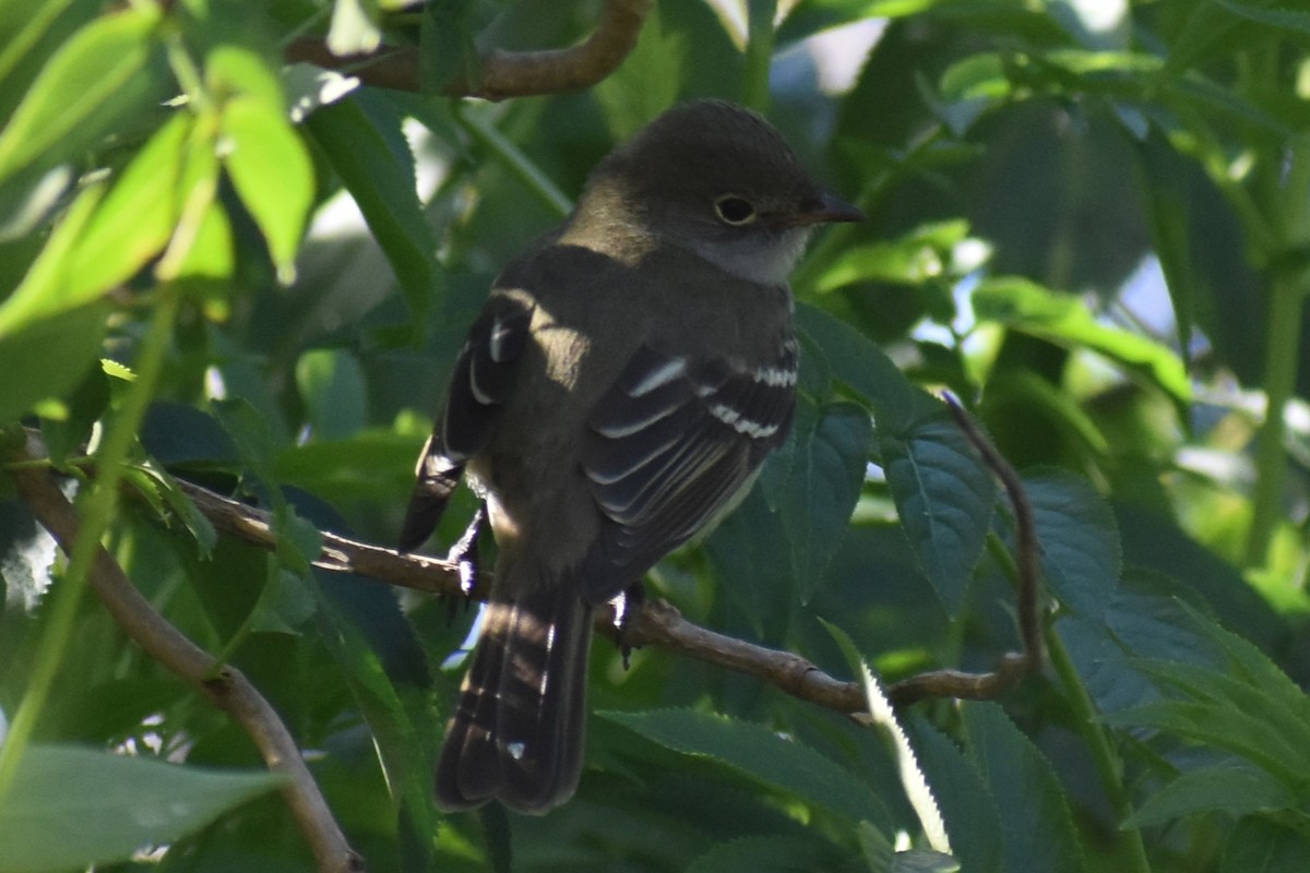 Small-billed Elaenia - ML642735534