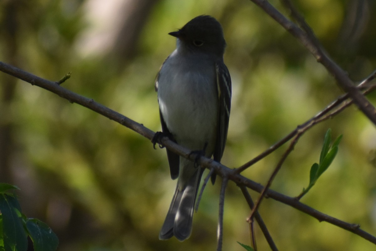 Small-billed Elaenia - ML642735535