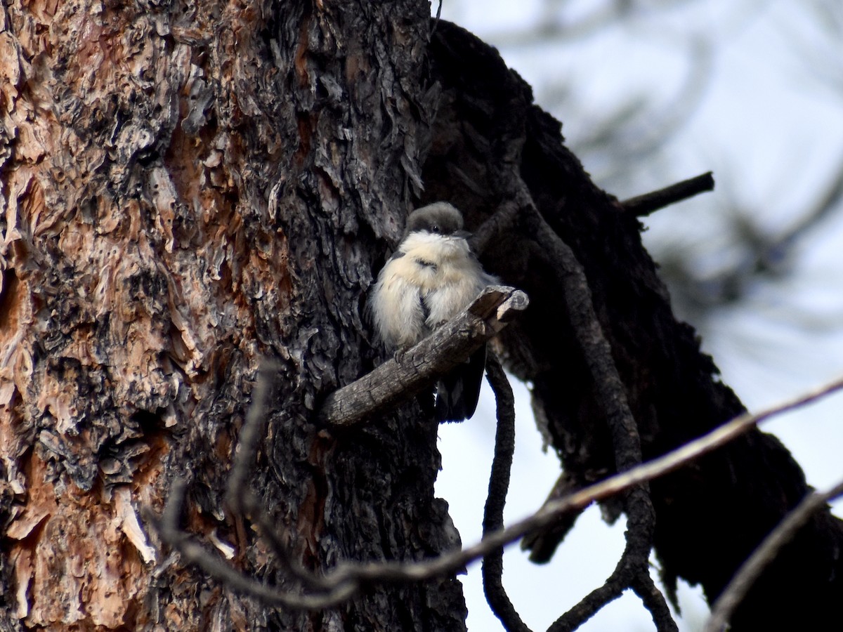 brhlík drobný - ML642735545