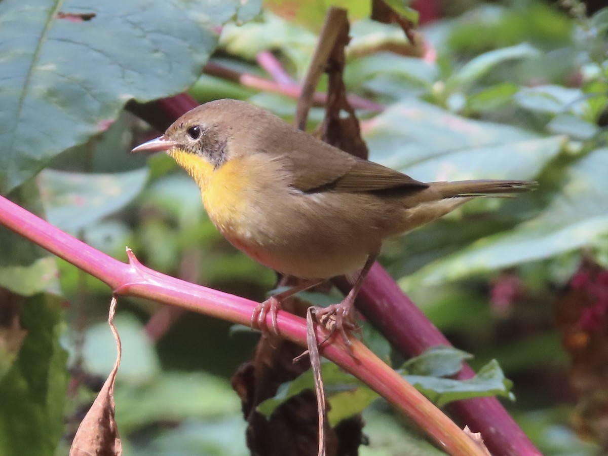 Common Yellowthroat - ML642735573