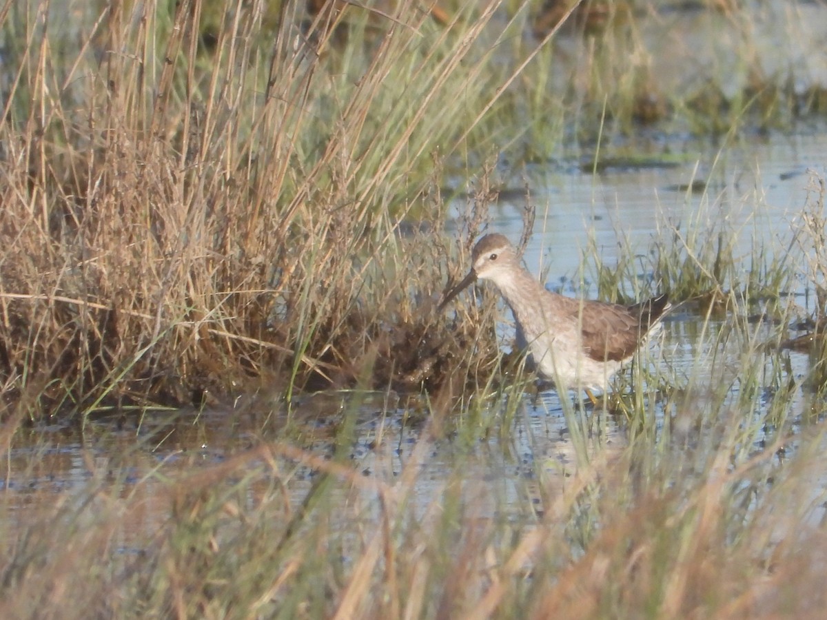Stilt Sandpiper - ML642735594
