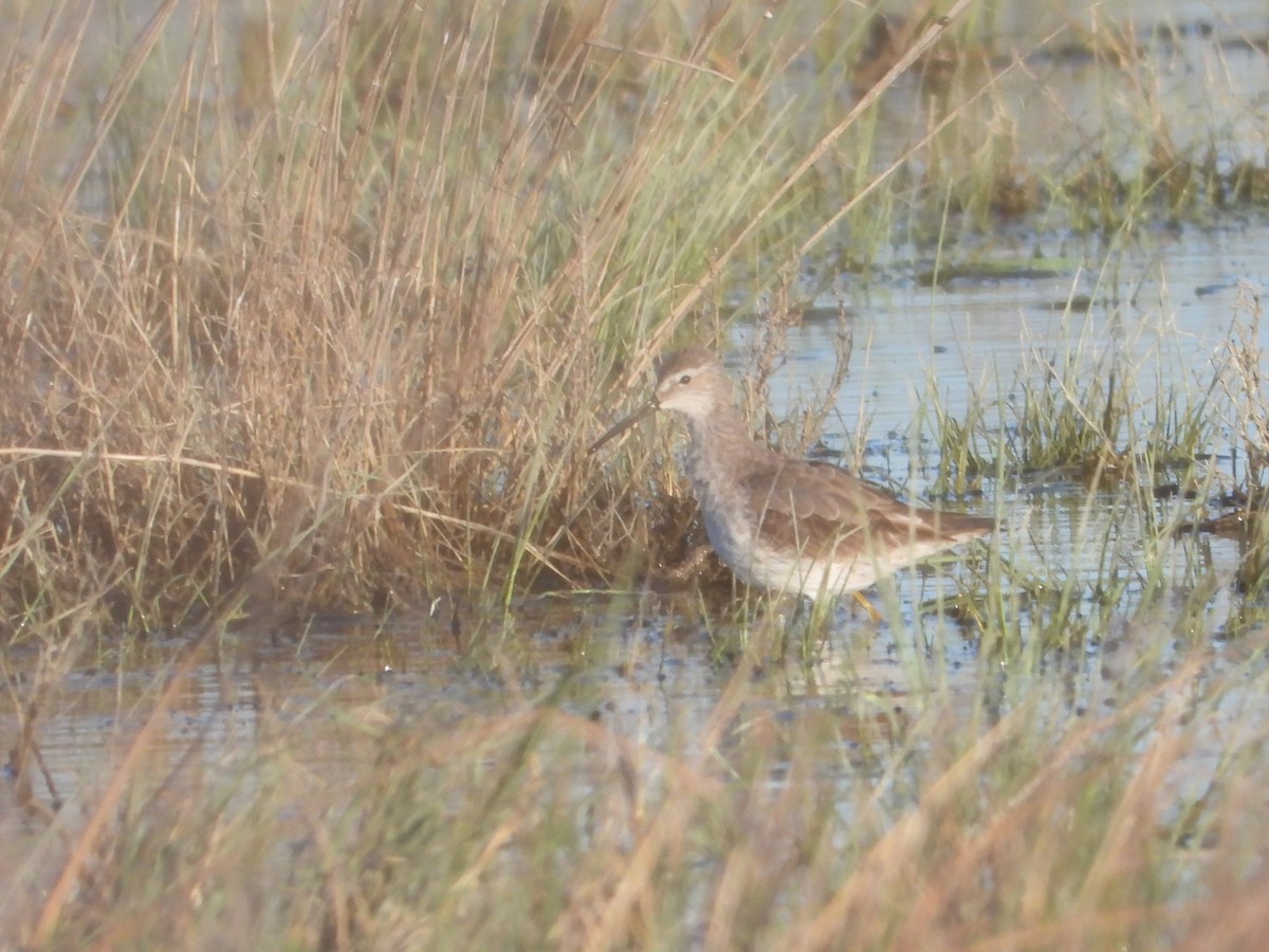 Stilt Sandpiper - ML642735595