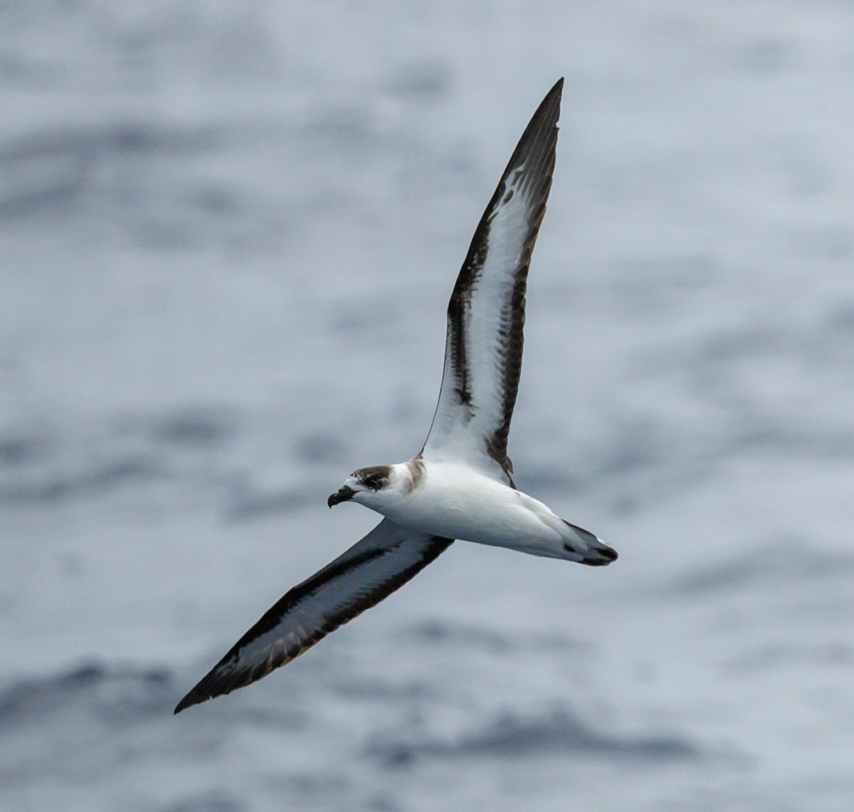 Black-capped Petrel - ML642735609