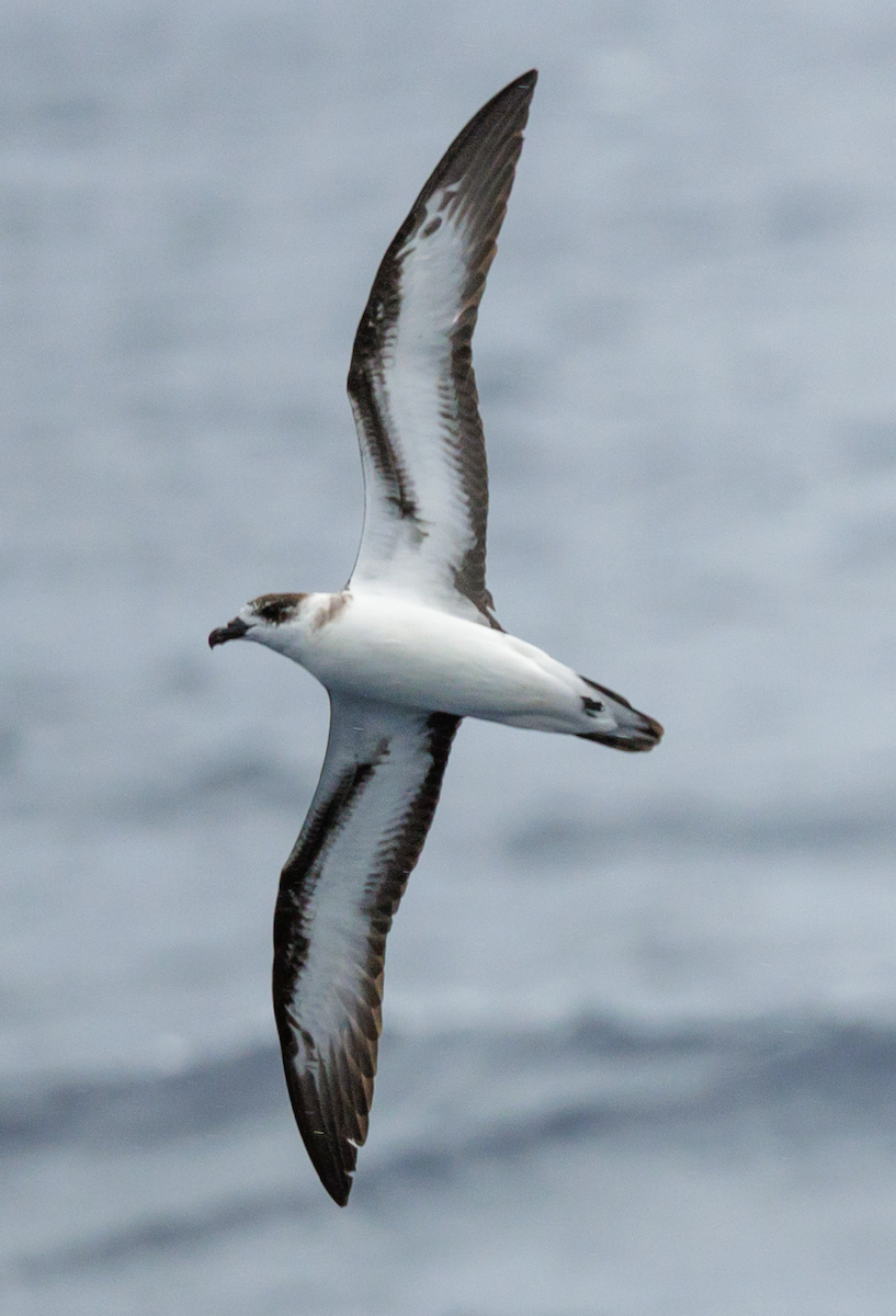 Black-capped Petrel - ML642735610