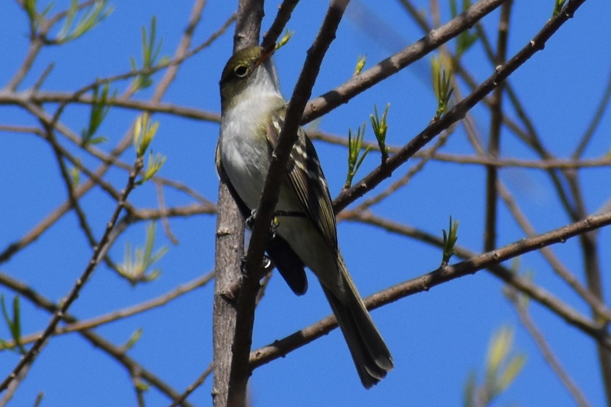 Small-billed Elaenia - ML642735619